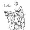 border collie główne1 Personalizowana koszulka dla dzieci z Borderem collie