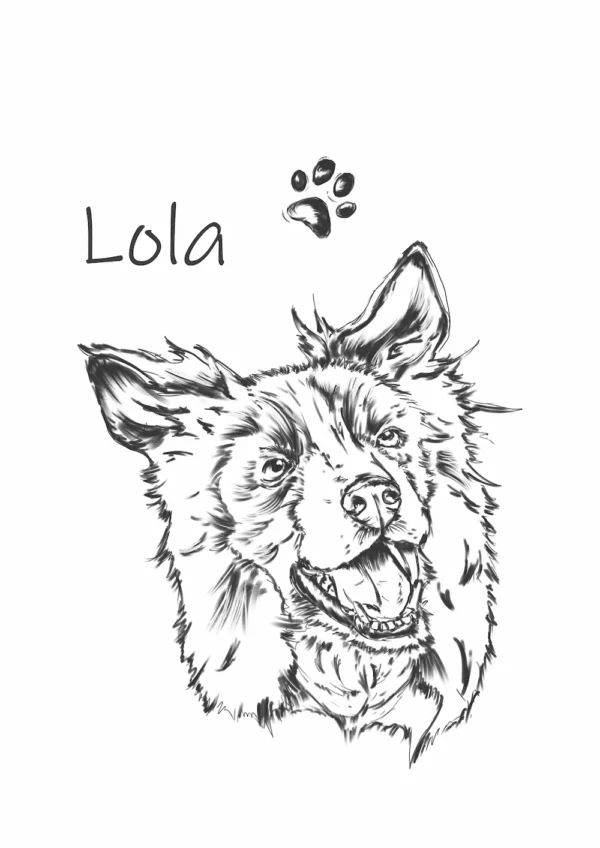 border collie główne1 Personalizowana koszulka dla dzieci z Borderem collie